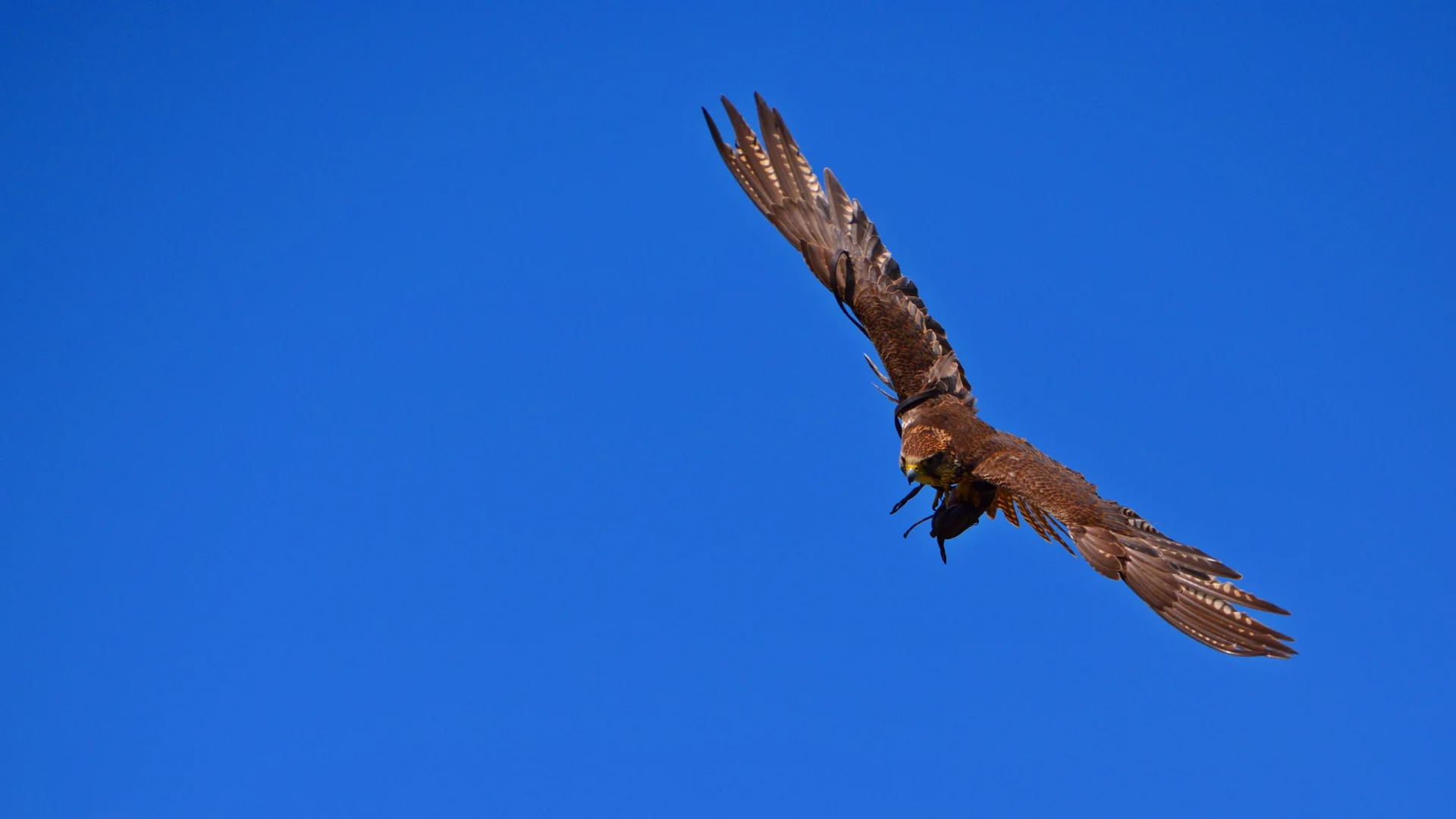 Peregrine Falcon